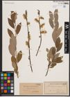 Foto von Salix cinerea L. x Salix nigricans Sm.